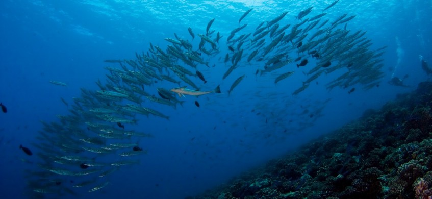 Top Dive Fakarava, French Polynesia Diving