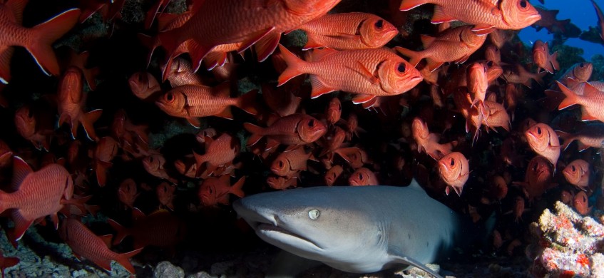 Top Dive Moorea, French Polynesia Diving