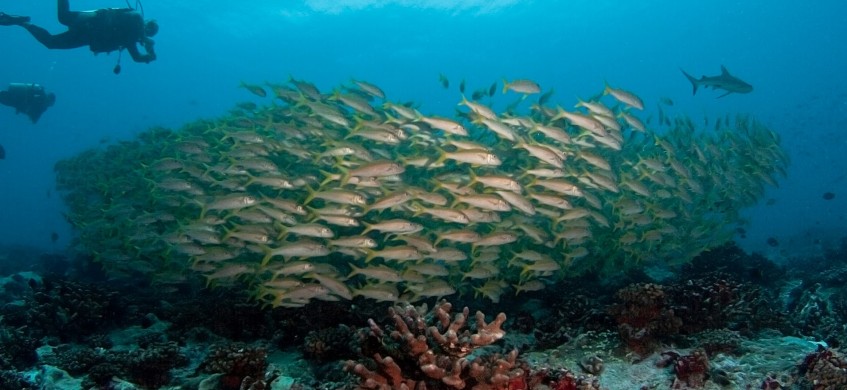 Top Dive Moorea, French Polynesia Diving