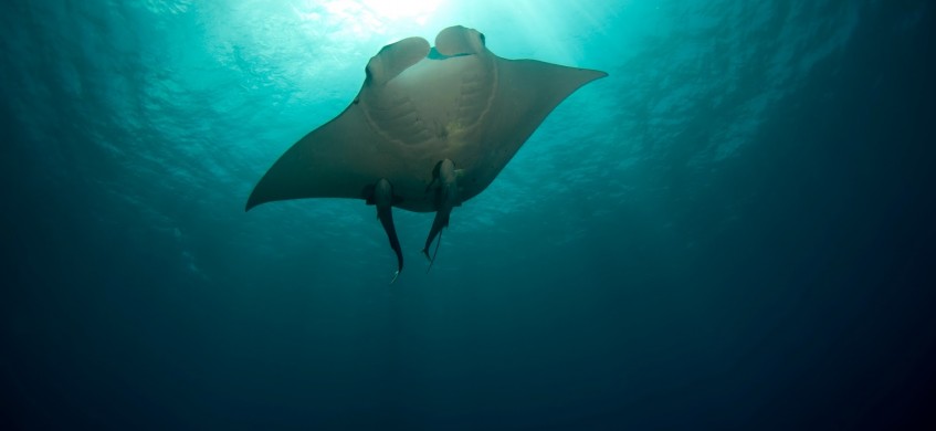 Top Dive Bora Bora, French Polynesia Diving