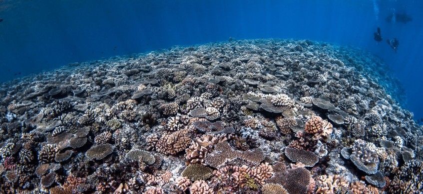 Top Dive Bora Bora, French Polynesia Diving