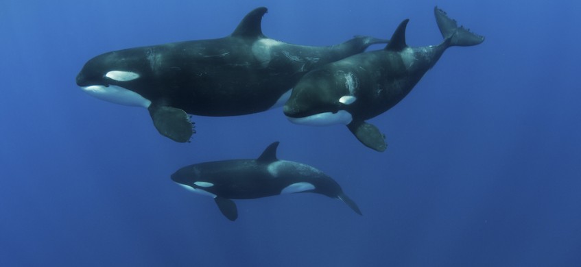 4726_1 orcas - Dave Valencia