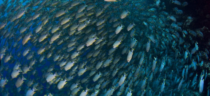 Unique Dive Expeditions Sea Bream Spawning