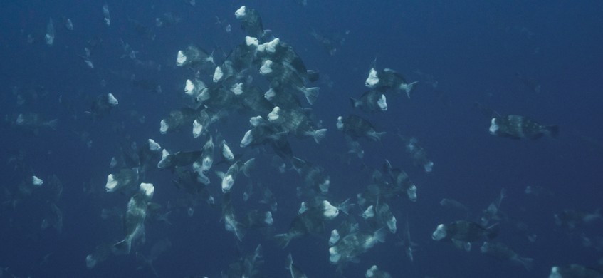 Unique Dive Expeditions Bumphead Parrotfish Spawning