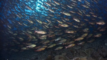 Unique Dive Expeditions Snapper Spawning